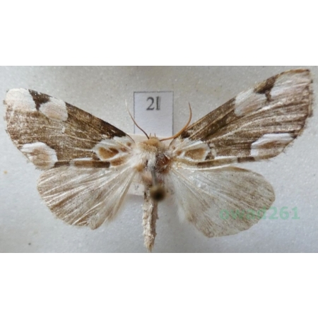 Thyatira batis (Linnaeus, 1758) Plamówka malinówka Czech2l